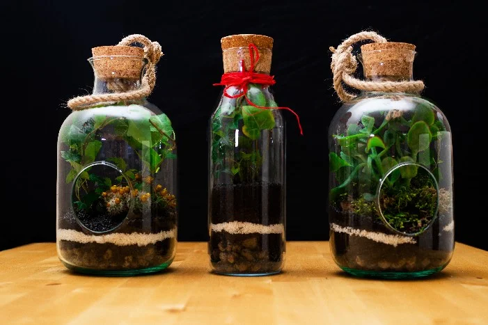 Drei Flaschengärten auf einem Tisch.